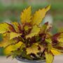 Coleus – FlameThrower™ Spiced Curry – 4.5″ Pot